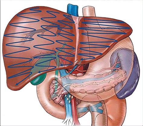 Portal Triad Anatomy - Anatomical Charts & Posters