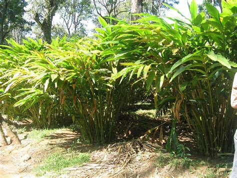 Cardamom Plant | Flickr - Photo Sharing! Village House Design, Village Houses, Champs, Cardamom ...