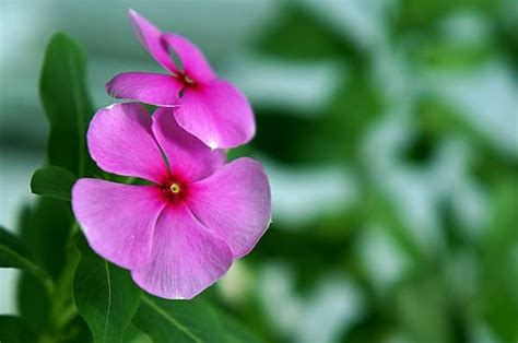 Periwinkle Plant Cultivation (Sadaphuli) | Agri Farming