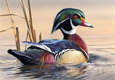 Veteran artist's wood duck painting wins 2011-2012 Duck Stamp contest ...