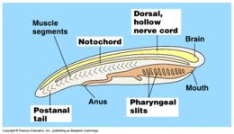 Phylum Chordata - EcuRed