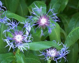 Montana Centaurea - Etsy