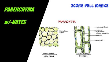 Parenchyma Tissue