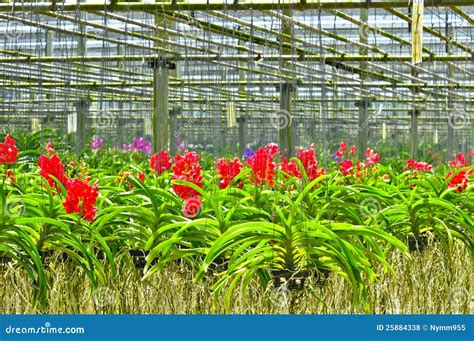 Orchid farm in Thailand stock photo. Image of green, botanical - 25884338