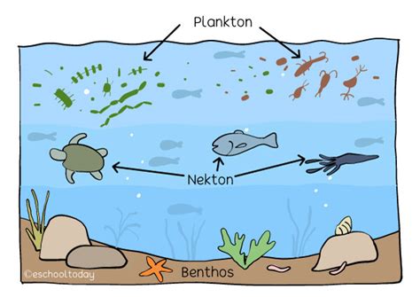 What is nekton in a healthy aquatic ecosystem? – Eschooltoday