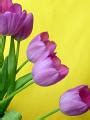 Some purple tulips and copy space Creative Commons Stock Image