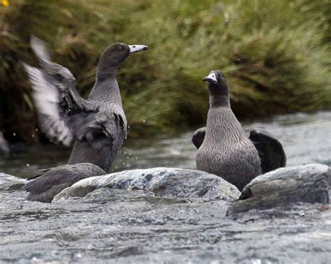 Blue Duck - British Waterfowl Association