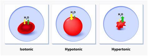 isotonic solution definition quizlet