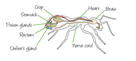 Internal Ant Anatomy | brain, heart, nerve cord, crop, stomach, rectum ...