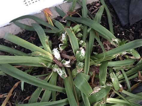 Agapanthus leaves turning white — BBC Gardeners' World Magazine