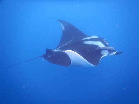 Giant manta ray - MarAlliance.org