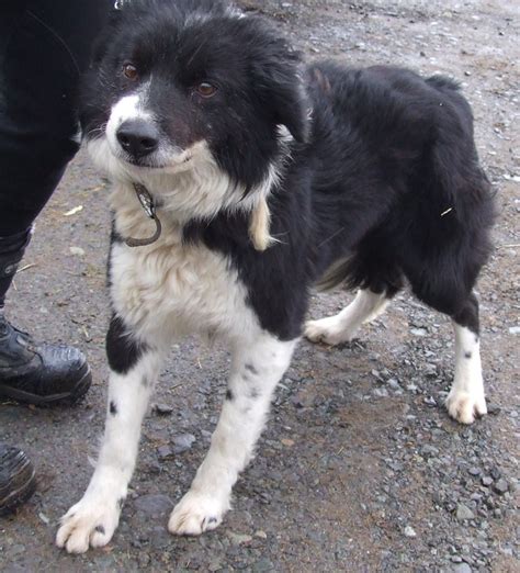 Tilly - 8 year old female Border Collie available for adoption