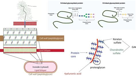 Glycoprotein - Definition, Structure, Functions, Examples - Biology Notes Online