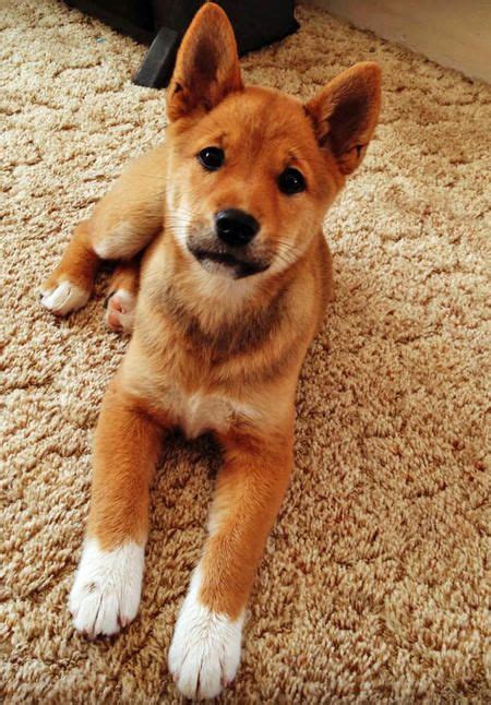 Marla the Shiba Inu Mix | Shiba inu mix, Shiba inu dog, Cute dogs