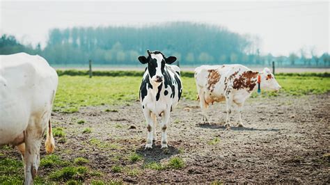 Grass-Fed Milk: Benefits, Nutrition, and Environmental Health