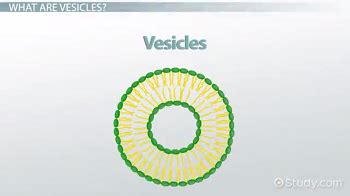 Vesicles: Definition & Function - Video & Lesson Transcript | Study.com