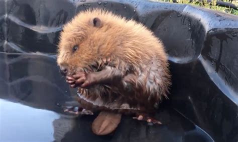 Hey here’s a video of a baby beaver playing in a pool | For The Win