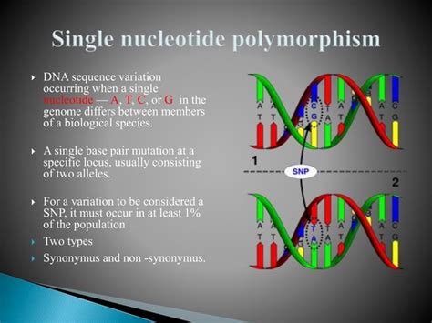 Genetic polymorphism