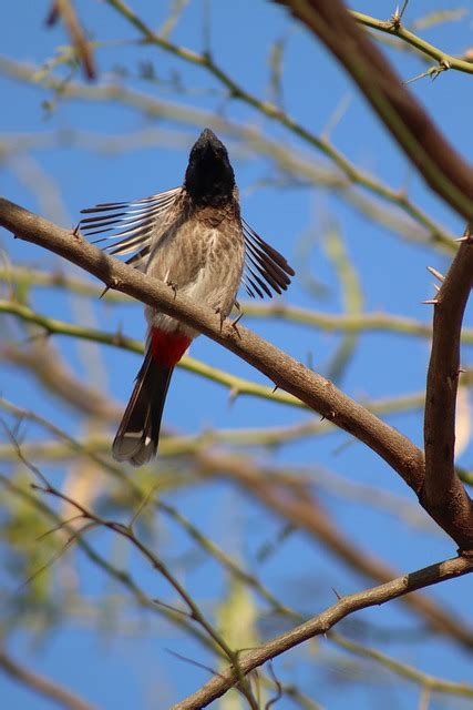 Bird Bulbul Feathers - Free photo on Pixabay