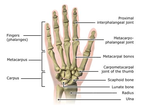 Illustration anatomy hand - MedicalGraphics