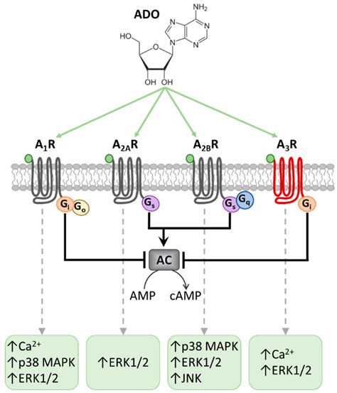 IJMS | Free Full-Text | Uncovering the Mechanisms of Adenosine Receptor-Mediated Pain Control ...