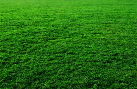 Grass Background Free Stock Photo - Public Domain Pictures