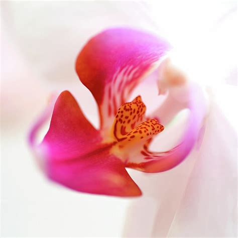 Pink Orchid Close Up 01 Photograph by Tom Quartermaine | Fine Art America