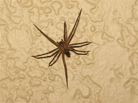 House Spiders | [The 10 Most Common You'll Find]