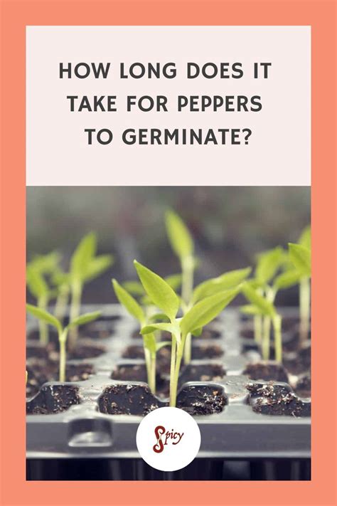 Guide to Pepper Seed Germination: Tips & Troubleshooting | Spicy Exchange | Seed germination ...