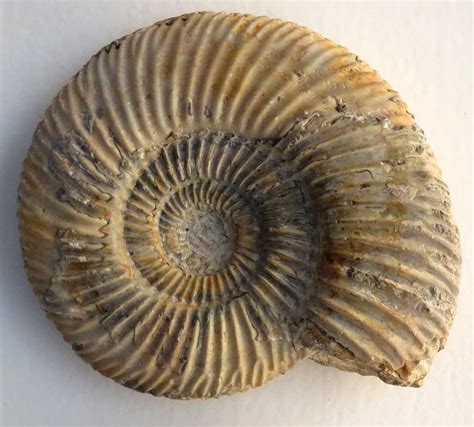 Louisville Fossils and Beyond: Parkinsonia parkinsoni Ammonite Fossil