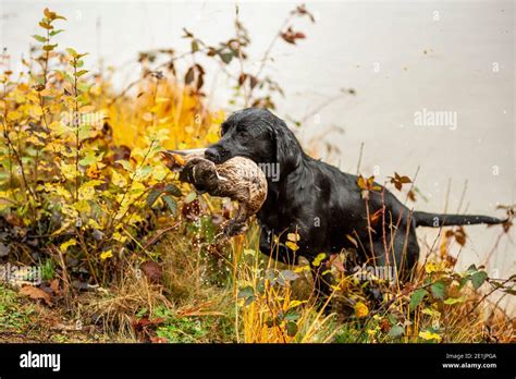 Black Labrador Retriever retrieving duck from lake. Labradors love ...