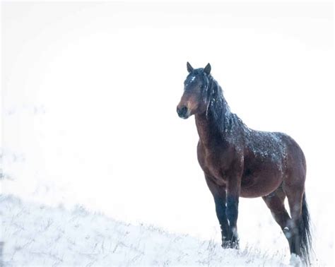 Grizzly, wild horses, baby owlets and more: Photos catch wildlife shaking off winter doldrums ...