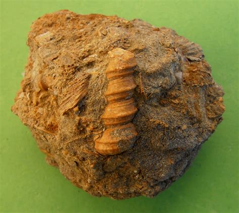 Fossil corals: March 2012