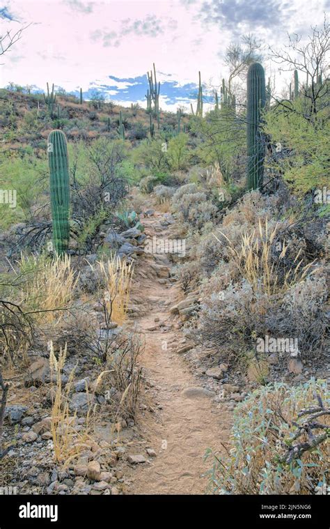 Sabino Canyon State Park hiking trail in Tucson, Arizona. Quiet nature trail with a view of ...