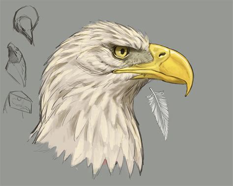 How to Draw Birds of Prey with Aaron Blaise - ON SALE!