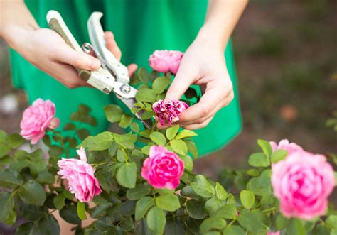 Flower care: How to keep flowers fresher longer at flower events | Latest Floral Decor Design ...