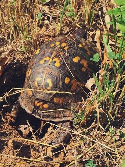 8 Tips to Protect Baby Turtles in Your Yard • The National Wildlife Federation Blog : The ...