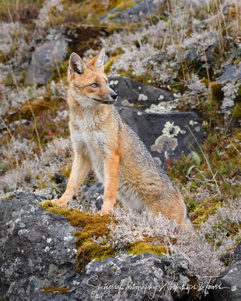 Culpeo Fox in Ecuadorean Andes - Shetzers Photography