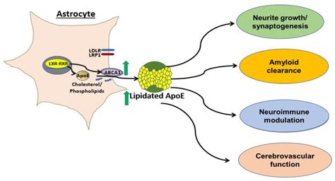 Apolipoprotein E And Alzheimer Disease - Captions Tempo