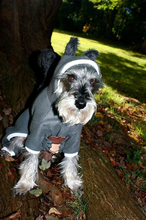 Dog Squirrel Costume Squirrel Dog Costume Dog Halloween - Etsy | Pets ...