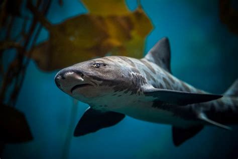 Rockfish | Monterey Bay Aquarium