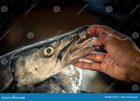 Barracuda showing teeth stock image. Image of oriental - 80547259