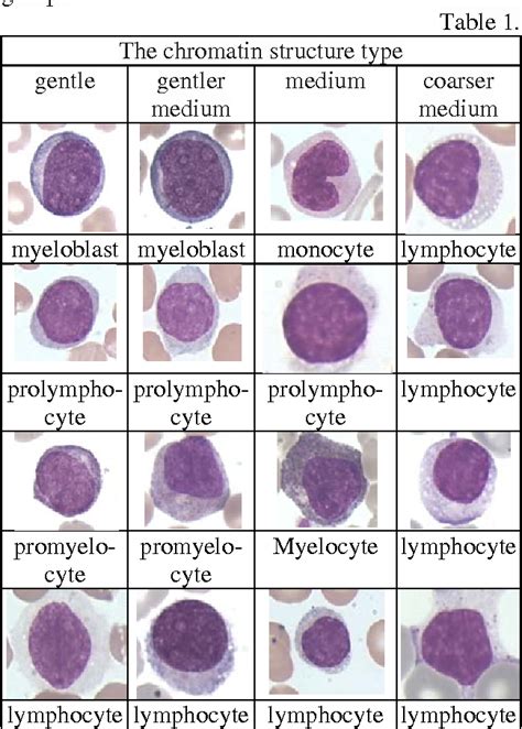 Promyelocyte Vs Myelocyte