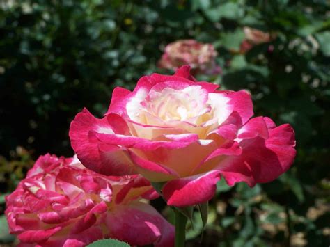 Caring for Roses - Grimm's Gardens