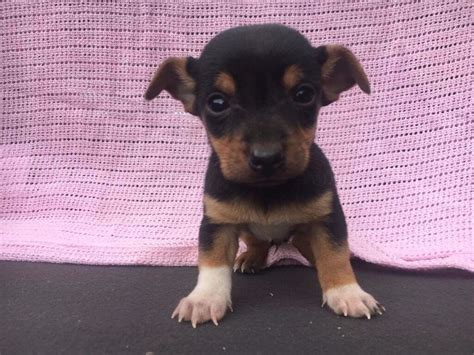 Chihuahua x jack Russell puppies | in Ormesby, North Yorkshire | Gumtree