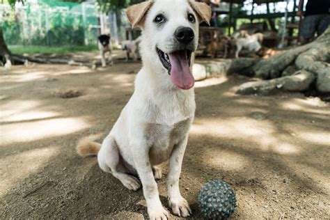 soi-dog-rescue-organisation-thailand-asia-streetdogs-strays-animals-sanctuary-help-love ...