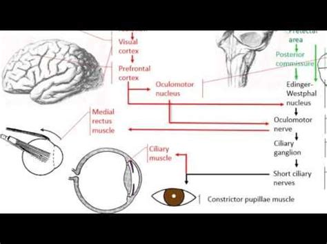 an image of a diagram of the human brain and its functions, including ...