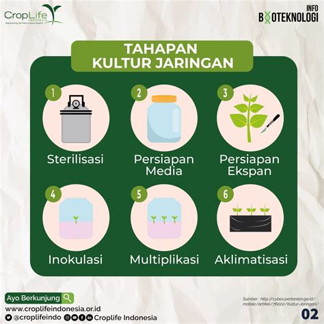 Tahapan Kultur Jaringan - Homecare24