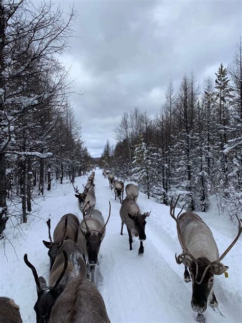 An Ewenki reindeer guardian in China's northmost forest- China.org.cn