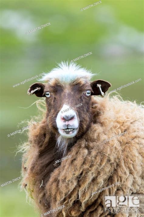 Foula Sheep on the Island of Foula, Shetland Islands. Foula Sheep are ...